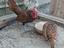 Immagine 2