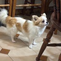 Chihuahua maschio