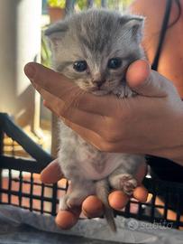 Gatti Cuccioli di Scottish