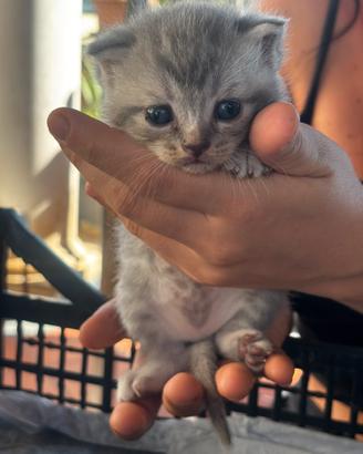 Gatti Cuccioli di Scottish