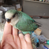 Inseparabili allevati a mano