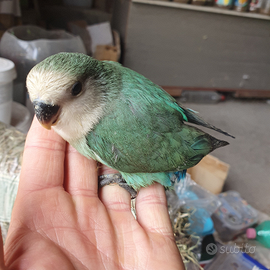 Inseparabili allevati a mano