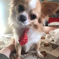 Disponibile chihuahua per monta