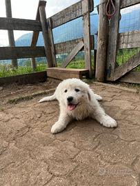Cuccioli pastore maremmano