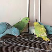 Prossimamente pulli di parrocchetto dal collare da