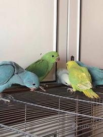 Prossimamente pulli di parrocchetto dal collare da