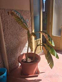 piante di banano con vaso e