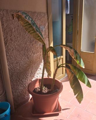 piante di banano con vaso e