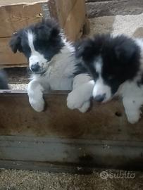 Cuccioli di Border Collie