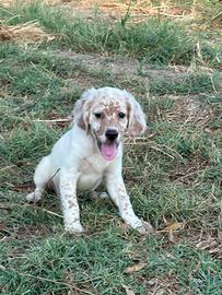Cucciolo setter inglese