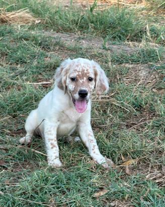 Cucciolo setter inglese