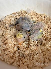 Pulli inseparabile roseicollis