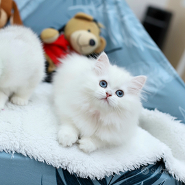 Gattina British Longhair con Pedigree, scottish