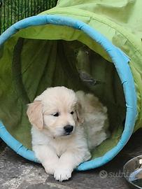 Cuccioli Golden Retriever