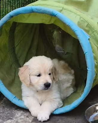 Cuccioli Golden Retriever