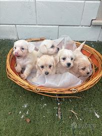Cuccioli di maltipoo