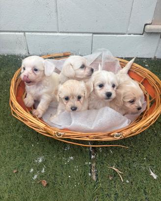 Cuccioli di maltipoo