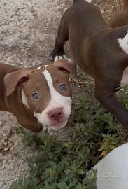 Cucciola pitbull