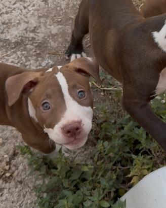 Cucciola pitbull
