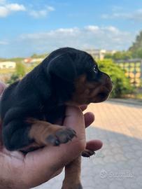 Cuccioli di Pinscher Nero Focato - Pedigree