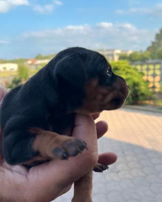 Cuccioli di Pinscher Nero Focato - Pedigree