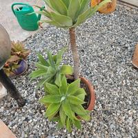 Pianta agave