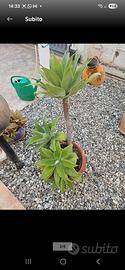Pianta agave