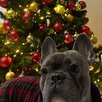 Bulldog francese per monta