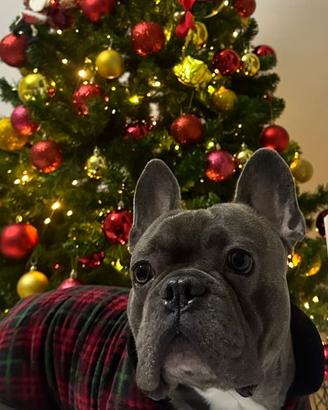 Bulldog francese per monta