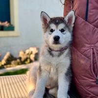 Alaskan Malamute cuccioli