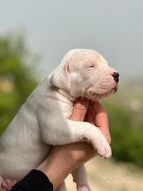 Dogo Argentino Cuccioli