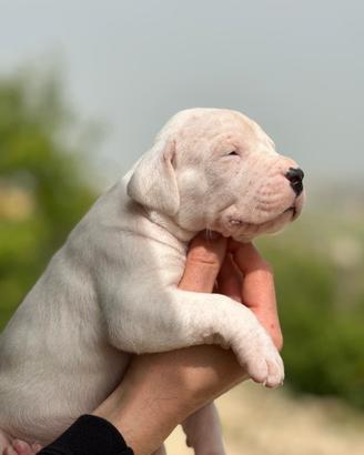 Dogo Argentino Cuccioli