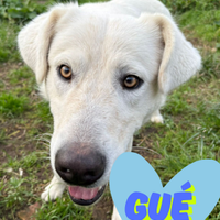 Guè: dolce, timido e intelligente