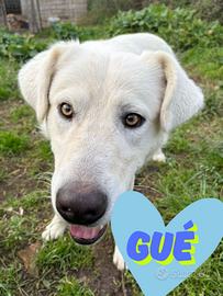 Guè: dolce, timido e intelligente