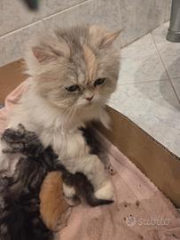 Cuccioli gatto persiano