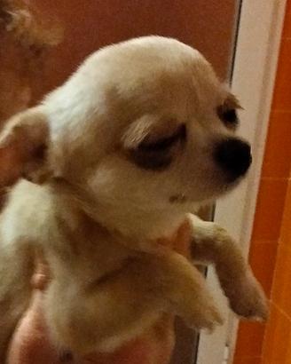 Chihuahua crema