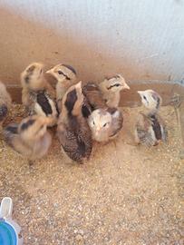 Pulcini araucana