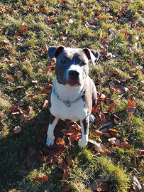 Amstaff - American Staffordshire Terrier
