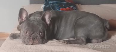 Bulldog francese per monta