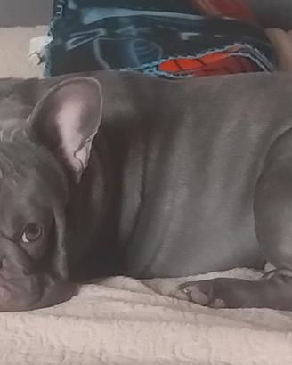 Bulldog francese per monta