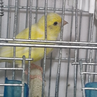 Canarini spagnoli 2 femmine è un maschio