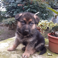Cuccioli pastore tedesco belli