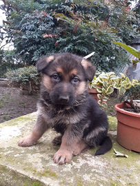 Cuccioli pastore tedesco belli