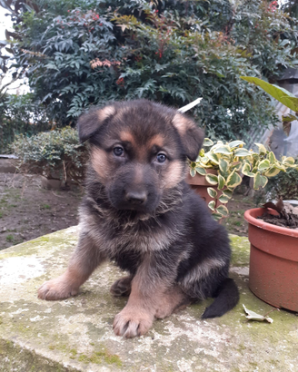 Cuccioli pastore tedesco belli