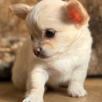 Cuccioli chihuahua a pelo lungo