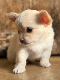 Cuccioli chihuahua a pelo lungo