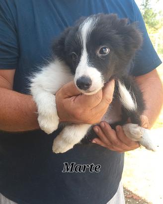 Ultimi maschietti border collie