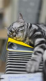 British Shorthair - whiskas 