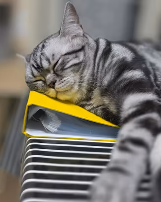 British Shorthair - whiskas 