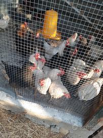 Galline